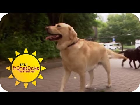 Hunde im Bro: arbeits- oder stressfrdernd? | SAT.1 Fr ...