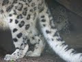 Snow Leopard Cubs