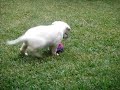 Labrador Pup