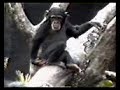 CHIMP