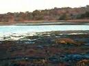 Crockodile in Botswana