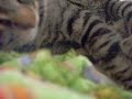 Cute Kitty Sleeping!