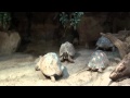 Reptilien im Aquazoo