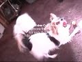 Jace - Dog Show USA