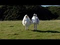 La Promenade des Moutons La Promenade des Moutons
