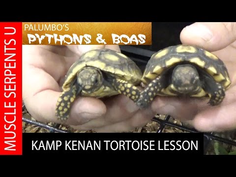 YouTube reptile video