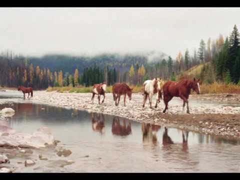SFO Horses