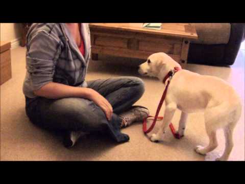 how to train a dog not to snap