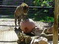 Jaguar playing with large ball