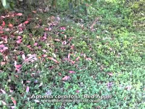 how to transplant red apple ground cover