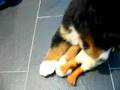Boyero de Berna video