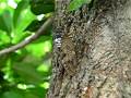 Graptopsaltria nigrofuscata アブラゼミ