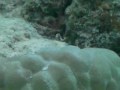 Meeru Island Resort Snorkelling Bennetts Puffer Fish