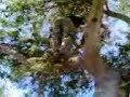 Monkey boots