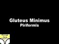 Piriformis Trigger Points Piriformis Trigger Points