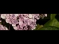 Bee taking off from flowers at 1200 fps Bee taking off from flowers at 1200 fps