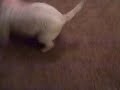 Westie Lily having fun with a laser!!!
