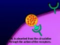 Fat (LDL) Degradation: PMAP