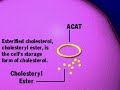 Fat (LDL) Degradation: PMAP