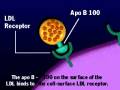 Fat (LDL) Degradation: PMAP