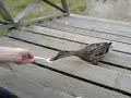 The cannible DUCK
