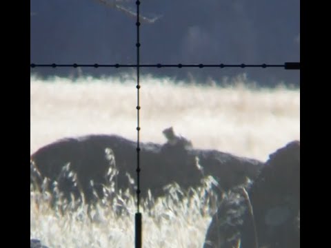 .25 cal airgun - http://Airgunsworld.com - Hunting ground squirrel with our .25 cal Benjamin Marauder and the Hatsan BT65 Elite. See the 156 yard shot through a scope cam. Wh...