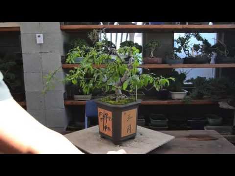 how to replant cherry tree