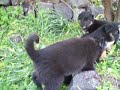 cuccioli cercano padrone