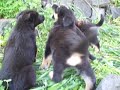 cuccioli cercano padrone