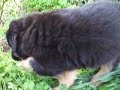 cuccioli cercano padrone