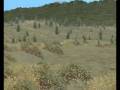 videos de Wirc 2008 Tour de Corse Rally
