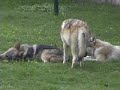 12 week old siblings, playing in the yard. the girls just want to lie around and relax - but big brother (who is oh so full of himself) can't stand it.