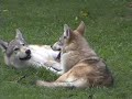 12 week old siblings, playing in the yard. the girls just want to lie around and relax - but big brother (who is oh so full of himself) can't stand it.