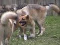 12 week old siblings, playing in the yard. the girls just want to lie around and relax - but big brother (who is oh so full of himself) can't stand it.