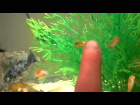 how to care platy fish