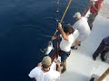 Yellowtail- Cedros Island - Vagabond