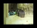 Медведь танцует хип-хоп - японские дети этому рады)