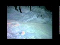 Pudder i Haglebu skisenter - Offpiste 2012