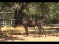 Midnight Jamaal 2 - Black Arabian Colt Midnight Jamaal 2 - Black Arabian Colt