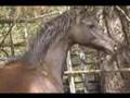 Midnight Jamaal 2 - Black Arabian Colt