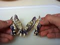 Strange Fish Bones \"Bonus Video\"