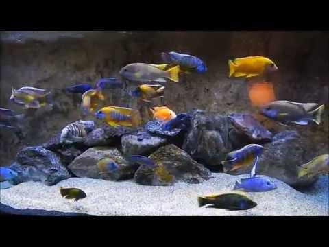 cichlid - I love thumbs down that let me know that I'm doing something right for the ones that do give me a thumbs down let me see your tank the proof is in the puddin...