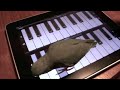 Supercut: Animals Playing With IPhones