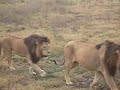 Africa Safari in Tanzania and Kenya....Africa Mia!!