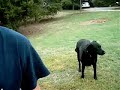 Racist Dog Racist Dog