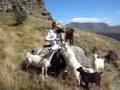 Kennedy New Zealand - Liz Goat Whisper at Deer Park Heights