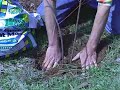 Blueberry Bush Gardening : Planting a Blueberry Bush Blueberry Bush Gardening : Planting a Blueberry Bush