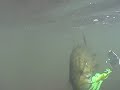Shenandoah River 2008 - Kent catches a smallmouth