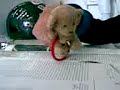 teooo teooo