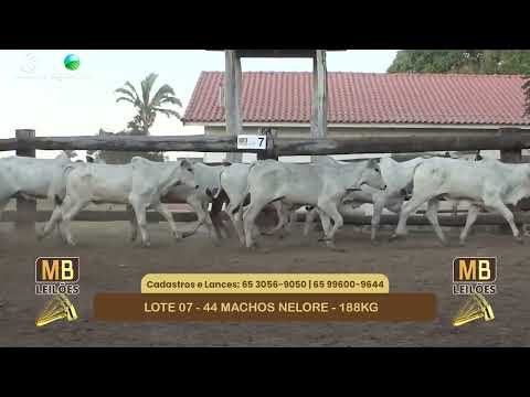 551� LEIL�O VIRTUAL MB LEIL�ES